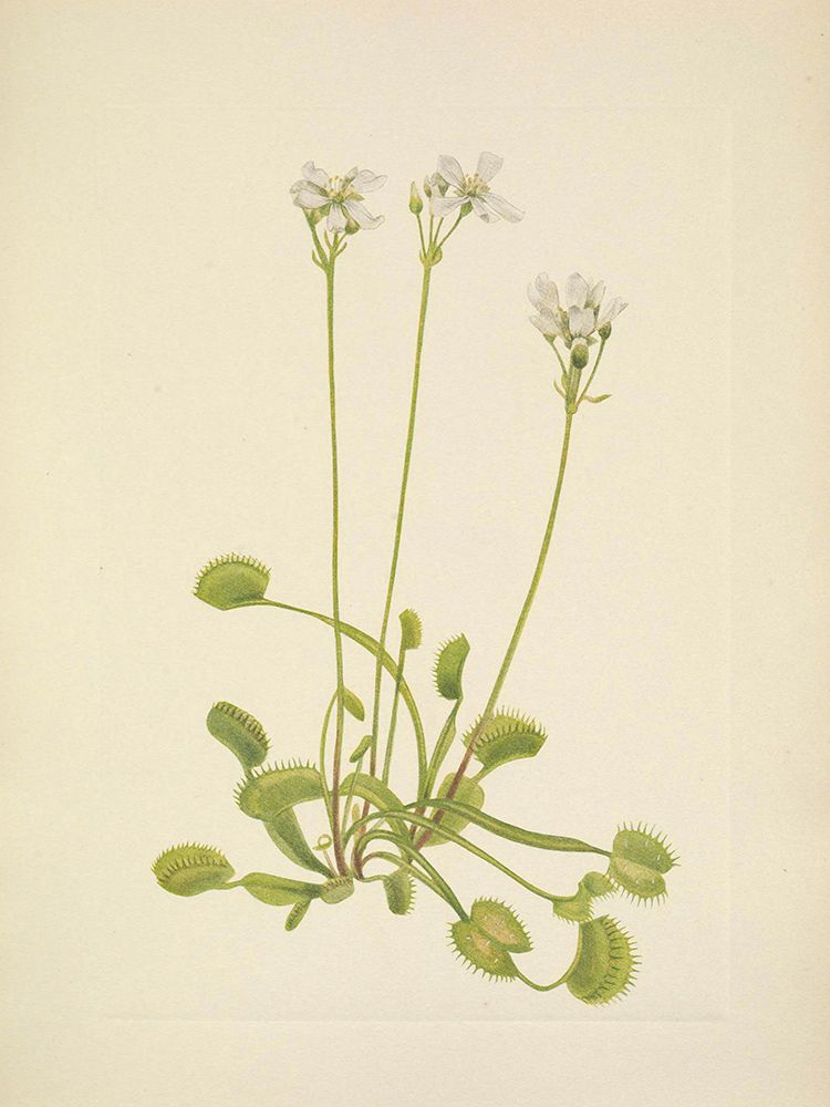 North American Wild Flowers 1925 - Venus Flytrap art print by Mary Walcott for $57.95 CAD