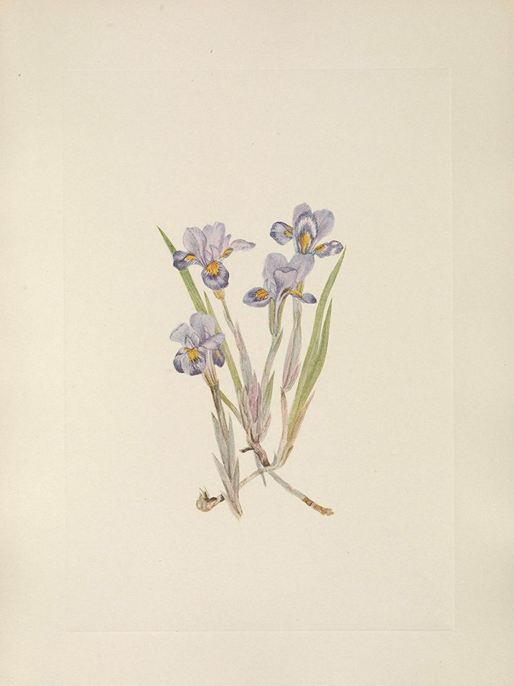 North American Wild Flowers 1925 - Vernal Iris art print by Mary Walcott for $57.95 CAD