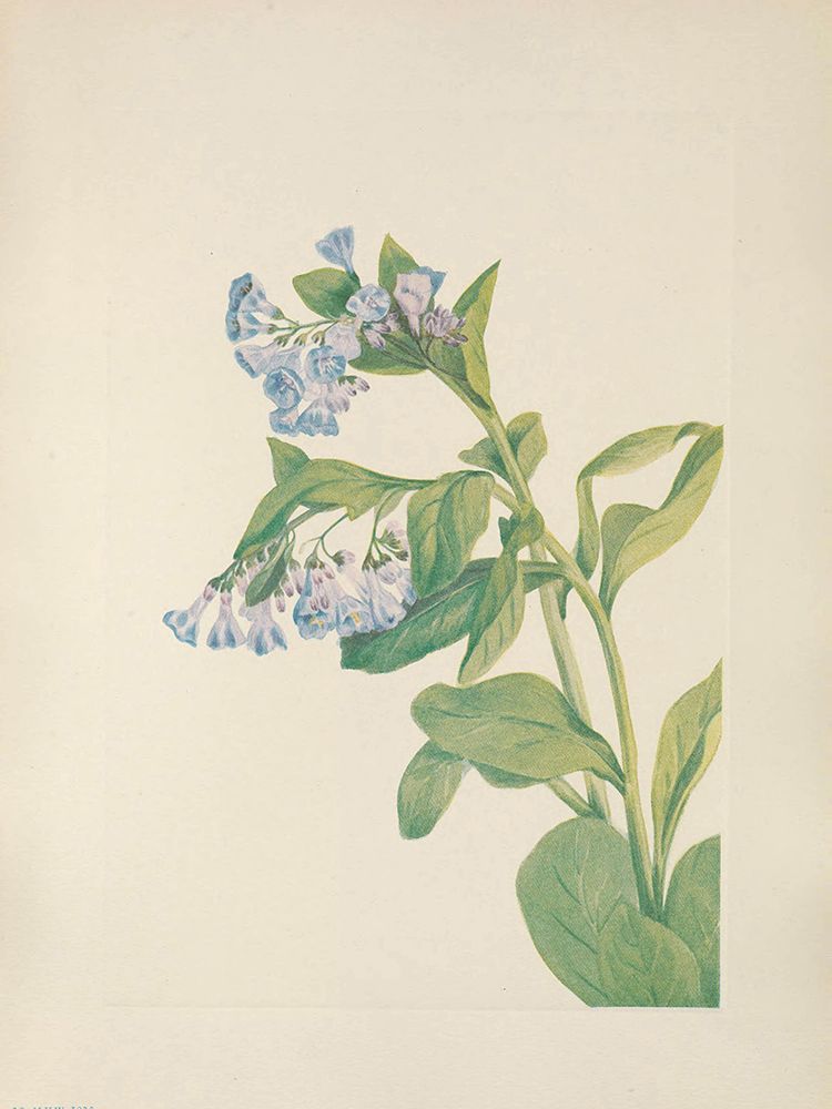 North American Wild Flowers 1925 - Virginia Bluebells art print by Mary Walcott for $57.95 CAD