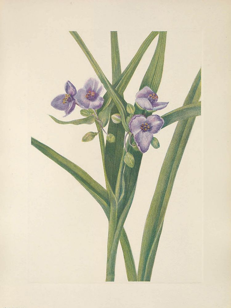 North American Wild Flowers 1925 - Virginia Spiderwort art print by Mary Walcott for $57.95 CAD