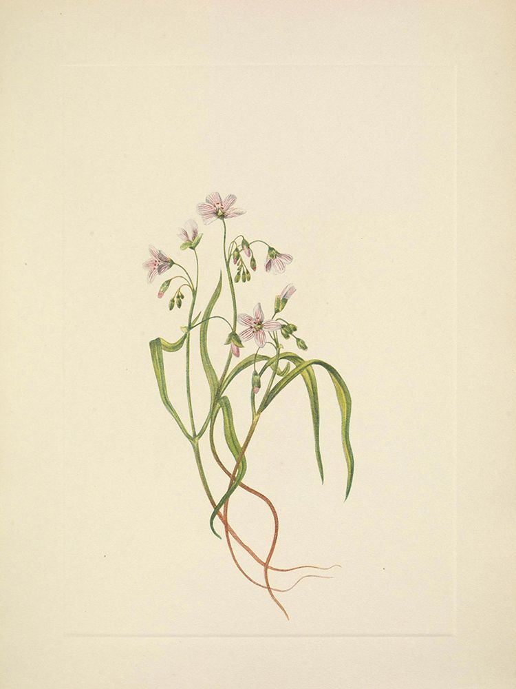 North American Wild Flowers 1925 - Virginia Springbeauty art print by Mary Walcott for $57.95 CAD