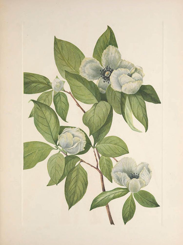 North American Wild Flowers 1925 - Virginia Stewartia art print by Mary Walcott for $57.95 CAD