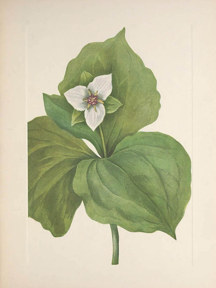 North American Wild Flowers 1925 - Wax Trillium art print by Mary Walcott for $57.95 CAD