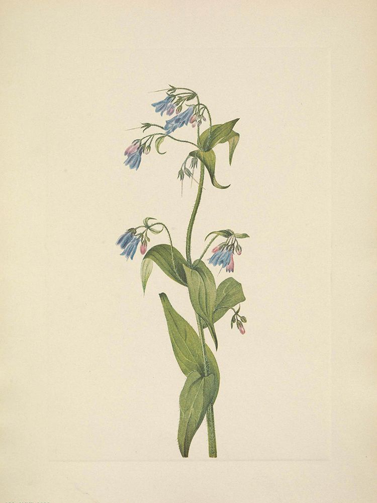 North American Wild Flowers 1925 - Western Bluebells art print by Mary Walcott for $57.95 CAD