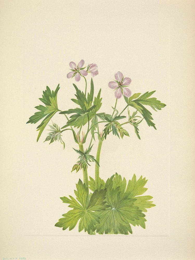 North American Wild Flowers 1925 - Western Cranesbill art print by Mary Walcott for $57.95 CAD