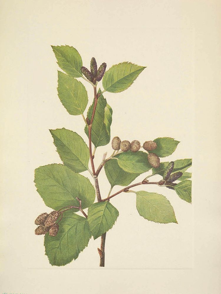 North American Wild Flowers 1925 - Western Green Alder art print by Mary Walcott for $57.95 CAD