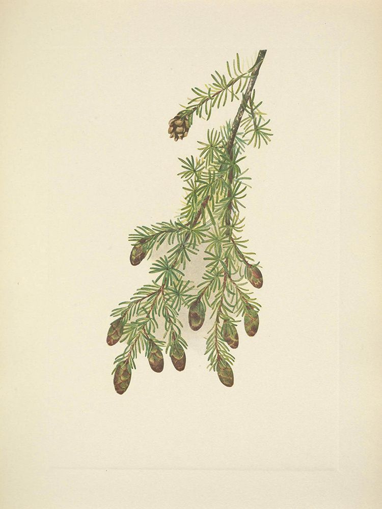 North American Wild Flowers 1925 - Western Hemlock art print by Mary Walcott for $57.95 CAD
