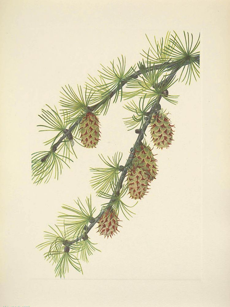 North American Wild Flowers 1925 - Western Larch art print by Mary Walcott for $57.95 CAD