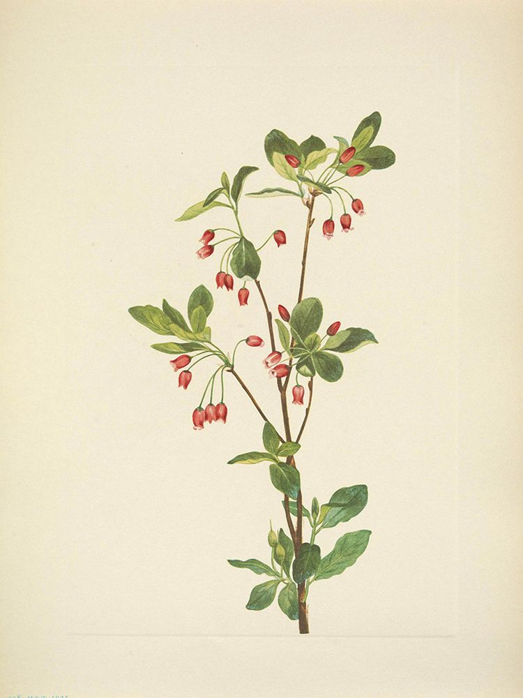 North American Wild Flowers 1925 - Western Menziesia art print by Mary Walcott for $57.95 CAD