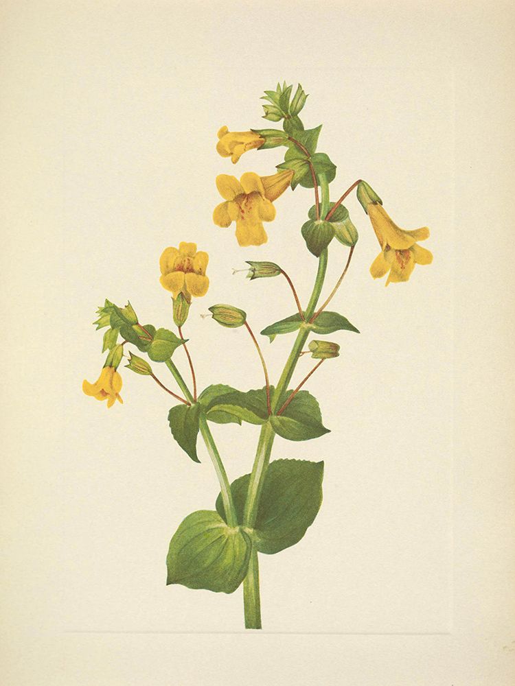 North American Wild Flowers 1925 - Western Monkeyflower art print by Mary Walcott for $57.95 CAD