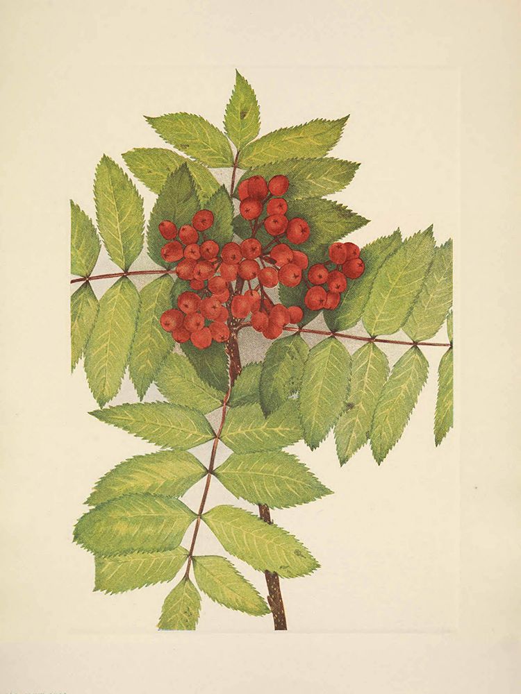 North American Wild Flowers 1925 - Western Mountain-ash art print by Mary Walcott for $57.95 CAD