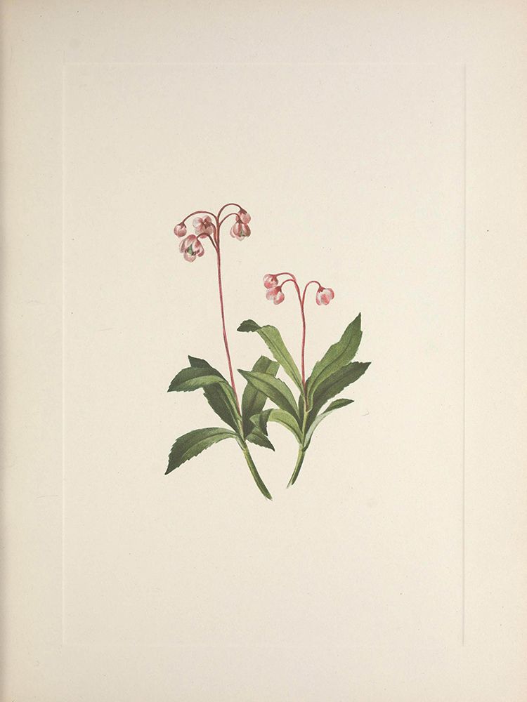 North American Wild Flowers 1925 - Western Pipsissewa art print by Mary Walcott for $57.95 CAD