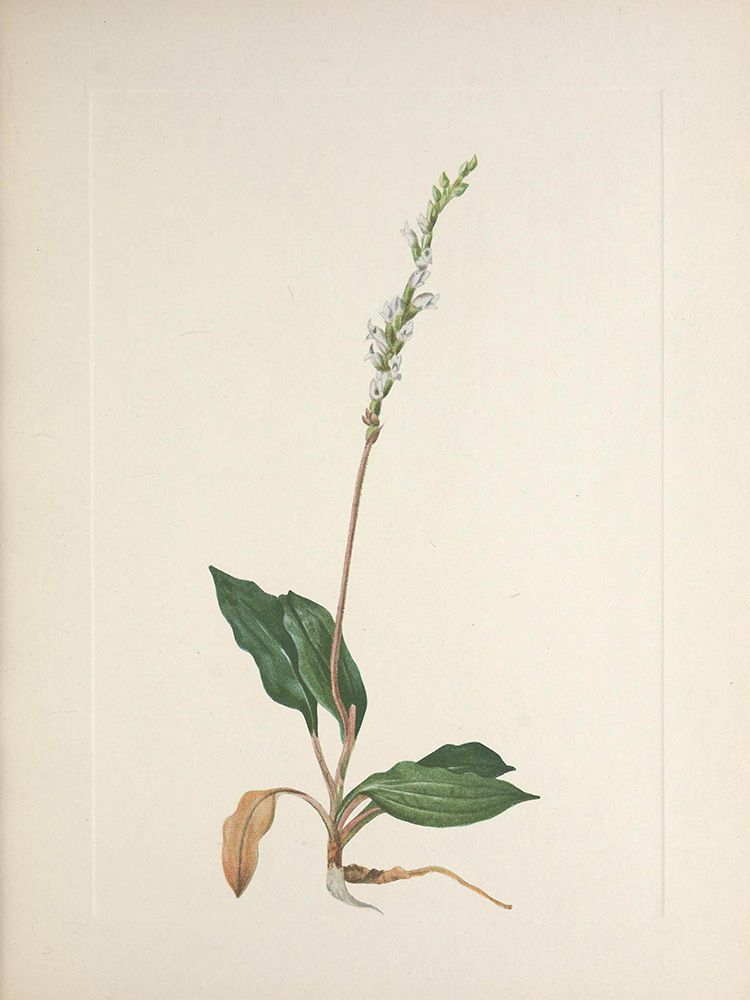 North American Wild Flowers 1925 - Western Rattlesnakeplantain art print by Mary Walcott for $57.95 CAD