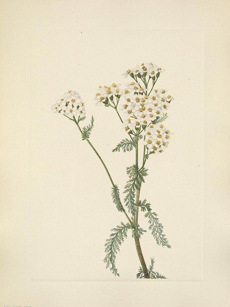 North American Wild Flowers 1925 - Western Yarrow art print by Mary Walcott for $57.95 CAD