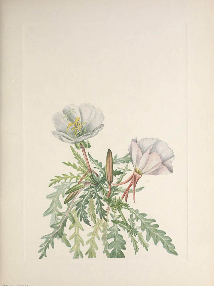 North American Wild Flowers 1925 - White Dawnrose art print by Mary Walcott for $57.95 CAD