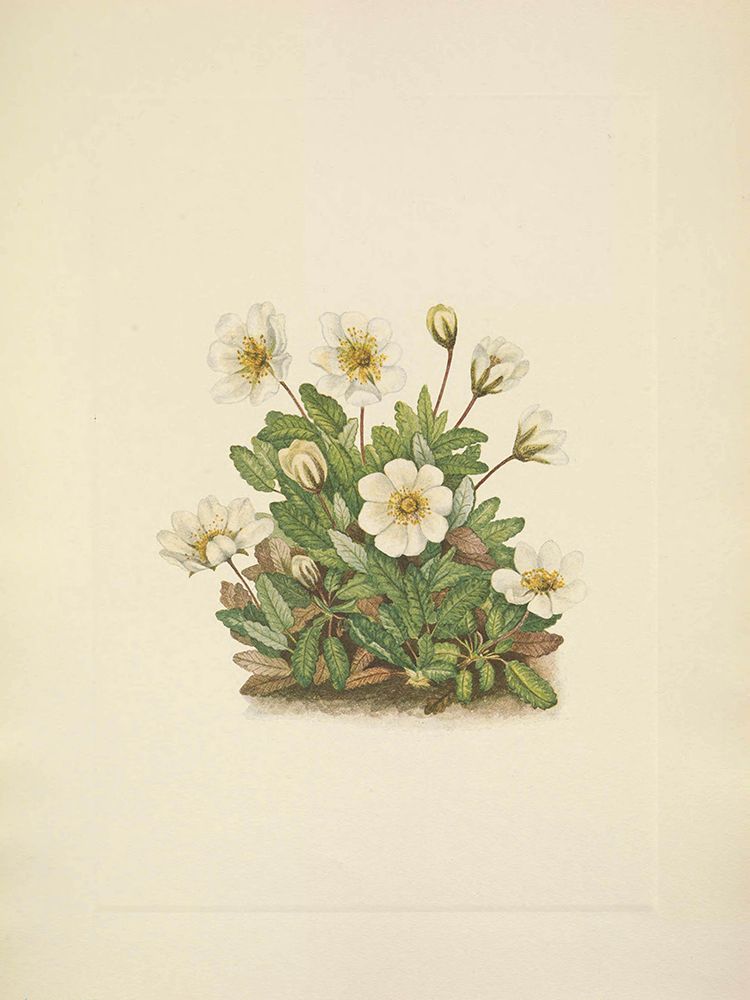 North American Wild Flowers 1925 - White Dryad Flower art print by Mary Walcott for $57.95 CAD