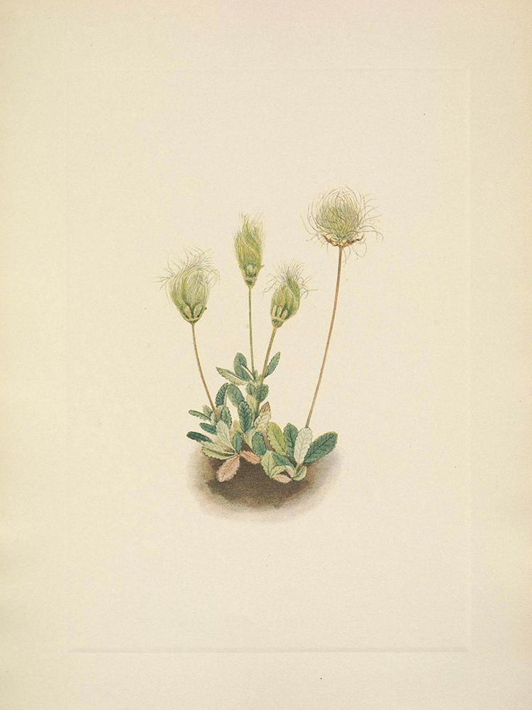 North American Wild Flowers 1925 - White Dryad Fruit art print by Mary Walcott for $57.95 CAD