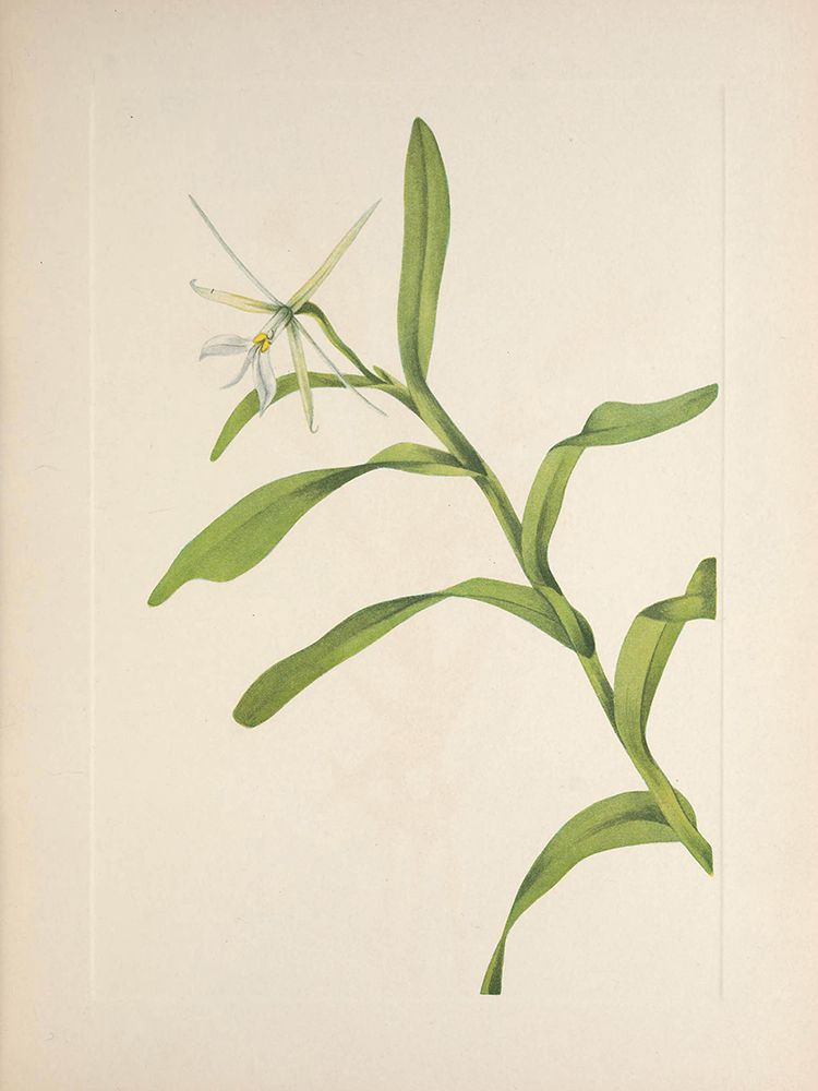 North American Wild Flowers 1925 - White Epidendrum art print by Mary Walcott for $57.95 CAD