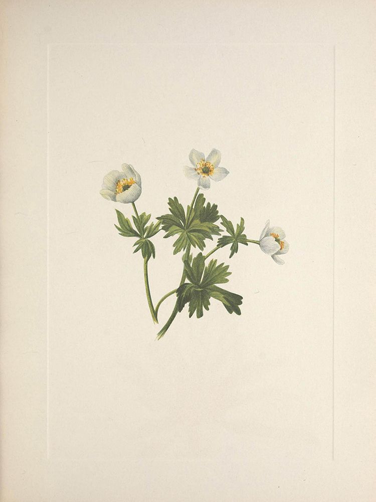 North American Wild Flowers 1925 - White Globe-flower art print by Mary Walcott for $57.95 CAD