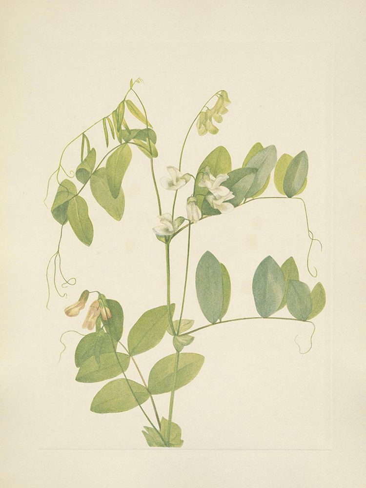 North American Wild Flowers 1925 - White Pea art print by Mary Walcott for $57.95 CAD