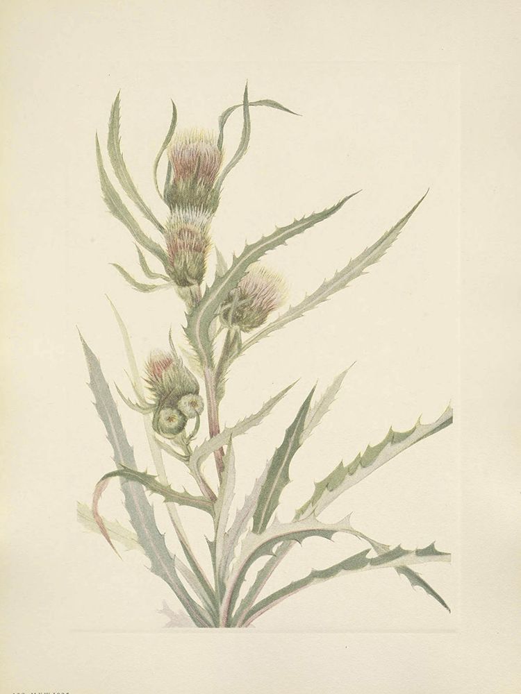 North American Wild Flowers 1925 - White Thistle art print by Mary Walcott for $57.95 CAD