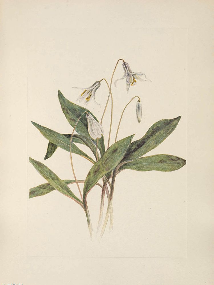 North American Wild Flowers 1925 - White Troutlily art print by Mary Walcott for $57.95 CAD