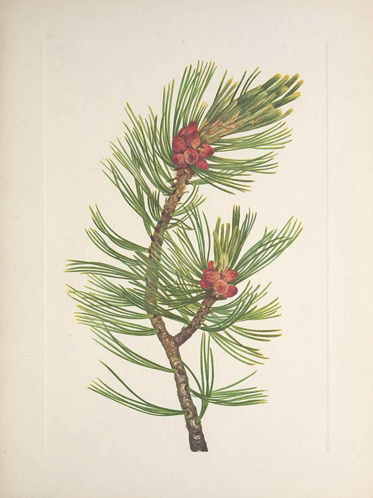North American Wild Flowers 1925 - Whitebark Pine art print by Mary Walcott for $57.95 CAD