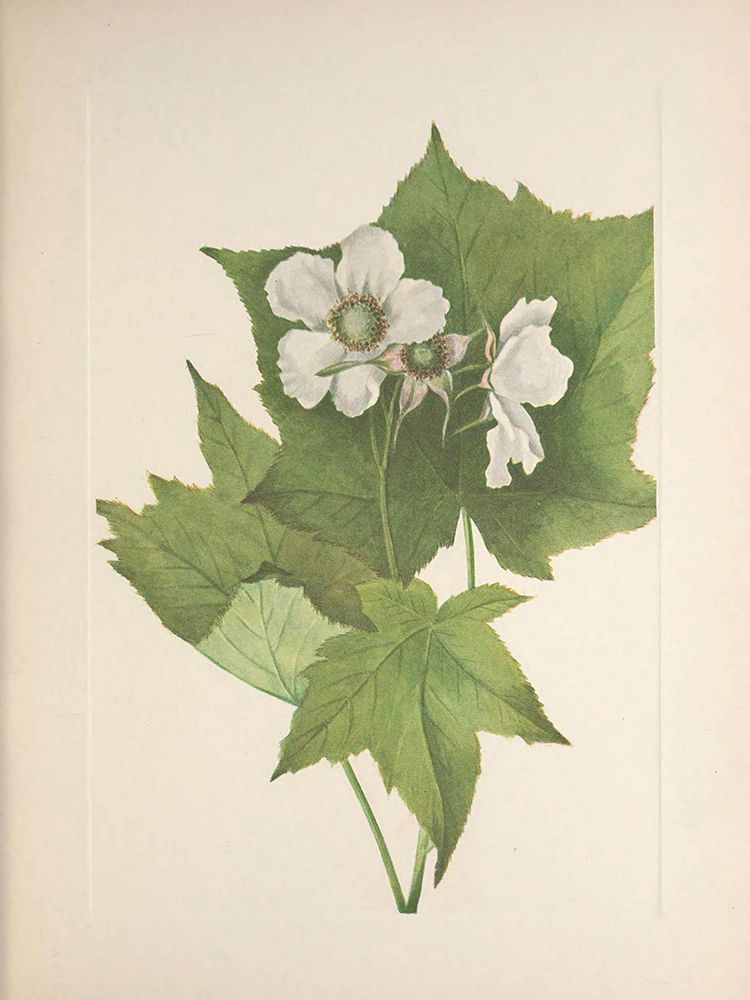 North American Wild Flowers 1925 - White-flowering Raspberry art print by Mary Walcott for $57.95 CAD