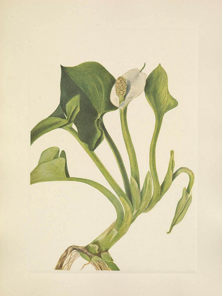 North American Wild Flowers 1925 - Wild Calla art print by Mary Walcott for $57.95 CAD