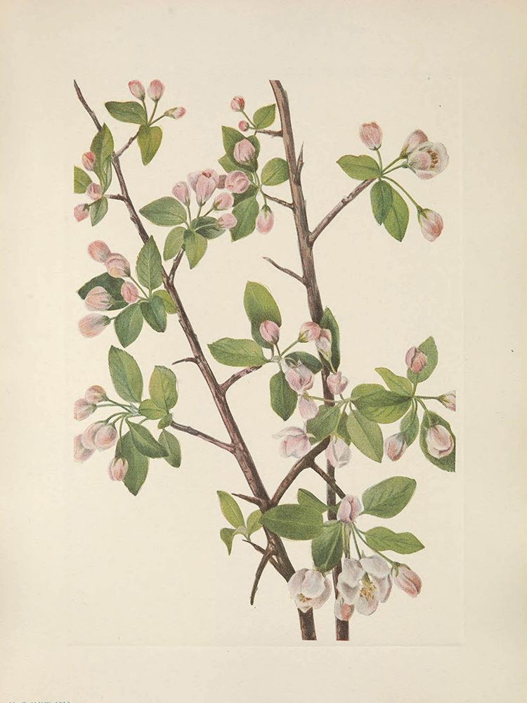 North American Wild Flowers 1925 - Wild Sweet Crab art print by Mary Walcott for $57.95 CAD