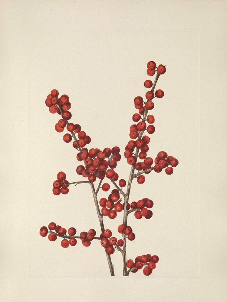 North American Wild Flowers 1925 - Winterberry art print by Mary Walcott for $57.95 CAD