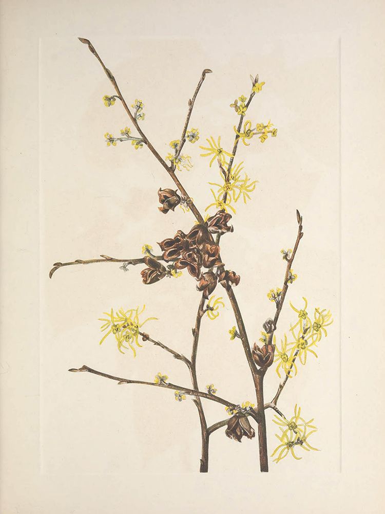 North American Wild Flowers 1925 - Witch Hazel art print by Mary Walcott for $57.95 CAD