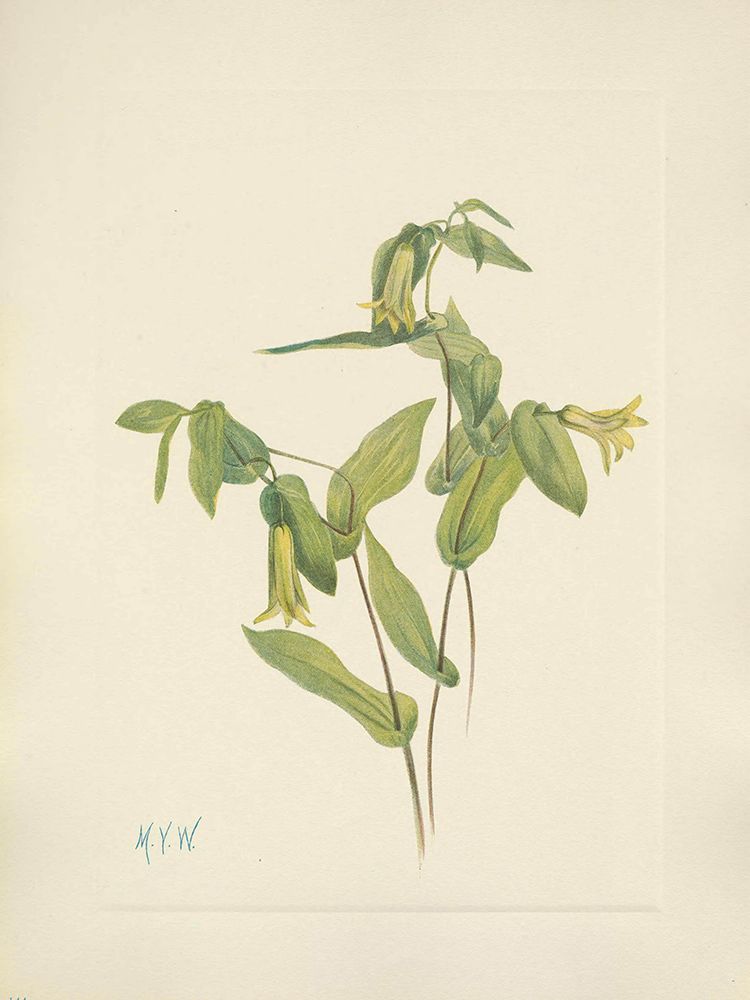 North American Wild Flowers 1925 - Wood Merrybells art print by Mary Walcott for $57.95 CAD