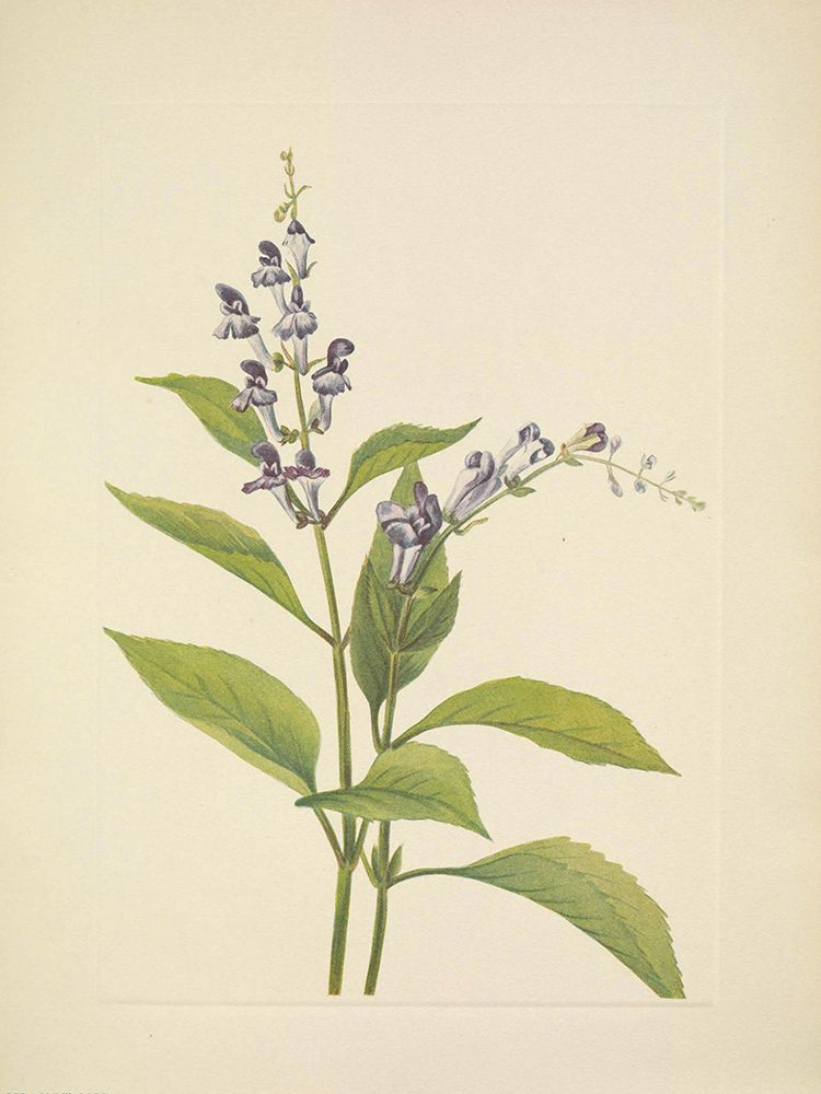 North American Wild Flowers 1925 - Wood Skullcap art print by Mary Walcott for $57.95 CAD