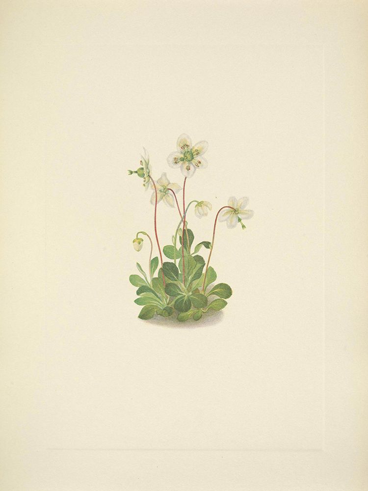 North American Wild Flowers 1925 - Woodnymph art print by Mary Walcott for $57.95 CAD