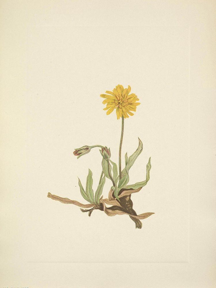North American Wild Flowers 1925 - Woolly Agoseris art print by Mary Walcott for $57.95 CAD
