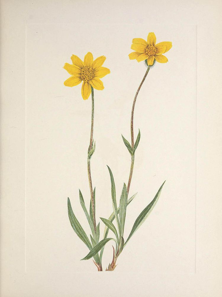 North American Wild Flowers 1925 - Woolly Arnica art print by Mary Walcott for $57.95 CAD