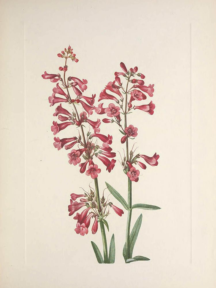 North American Wild Flowers 1925 - Wright Pentstemon art print by Mary Walcott for $57.95 CAD