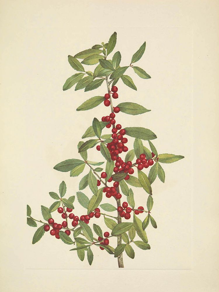 North American Wild Flowers 1925 - Yaupon art print by Mary Walcott for $57.95 CAD