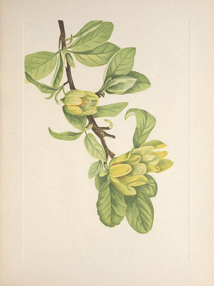 North American Wild Flowers 1925 - Yellow Cucumbertree art print by Mary Walcott for $57.95 CAD