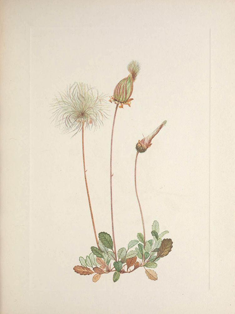 North American Wild Flowers 1925 - Yellow Dryad fruit art print by Mary Walcott for $57.95 CAD