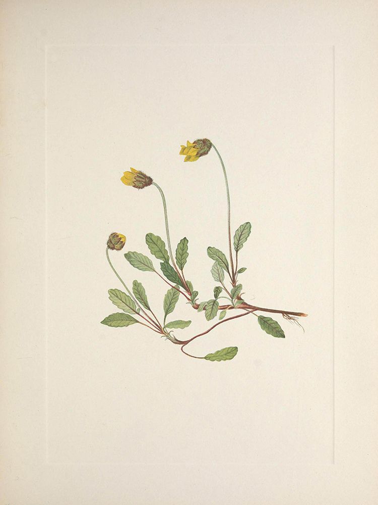 North American Wild Flowers 1925 - Yellow Dryad art print by Mary Walcott for $57.95 CAD