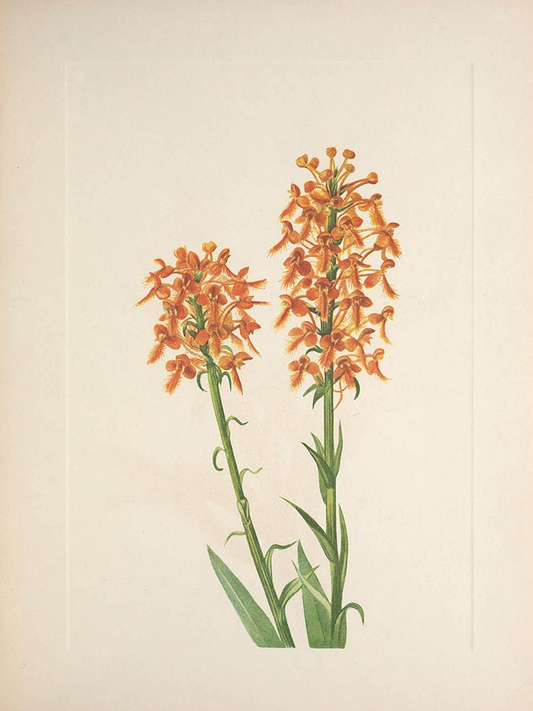 North American Wild Flowers 1925 - Yellow Fringeorchid art print by Mary Walcott for $57.95 CAD