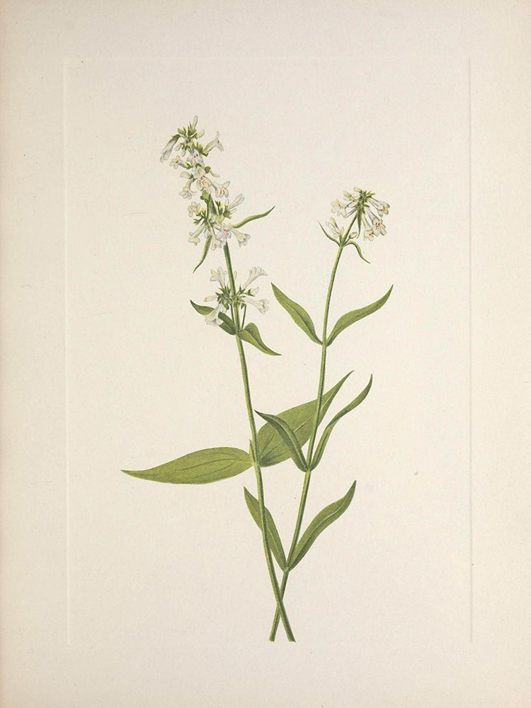 North American Wild Flowers 1925 - Yellow Pentstemon art print by Mary Walcott for $57.95 CAD