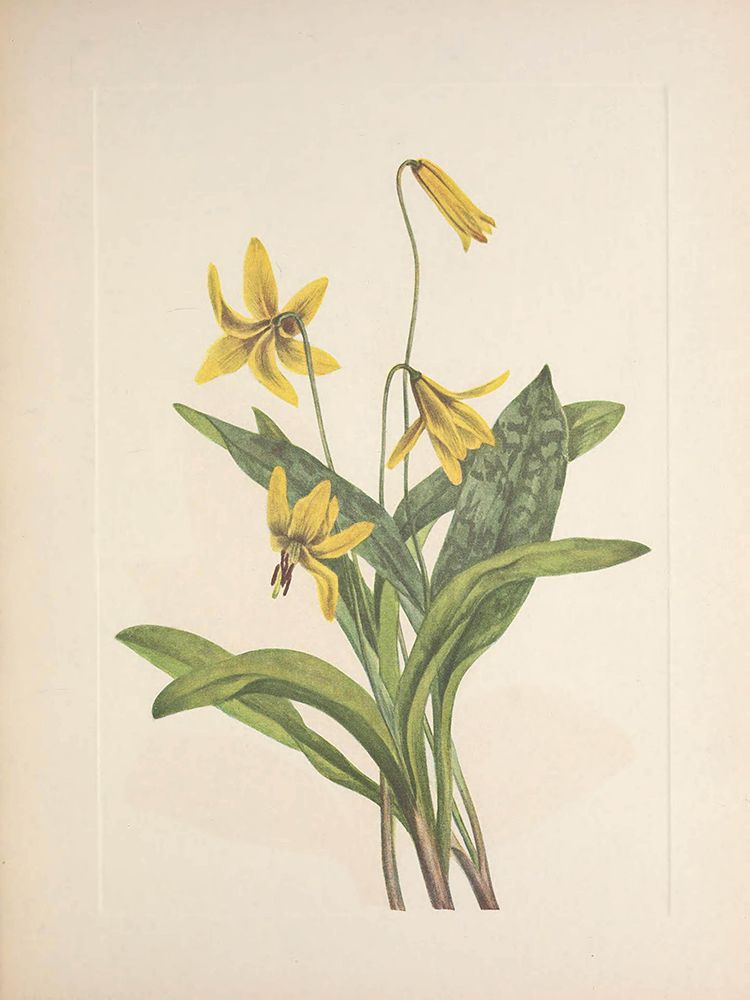 North American Wild Flowers 1925 - Yellow Troutlily art print by Mary Walcott for $57.95 CAD