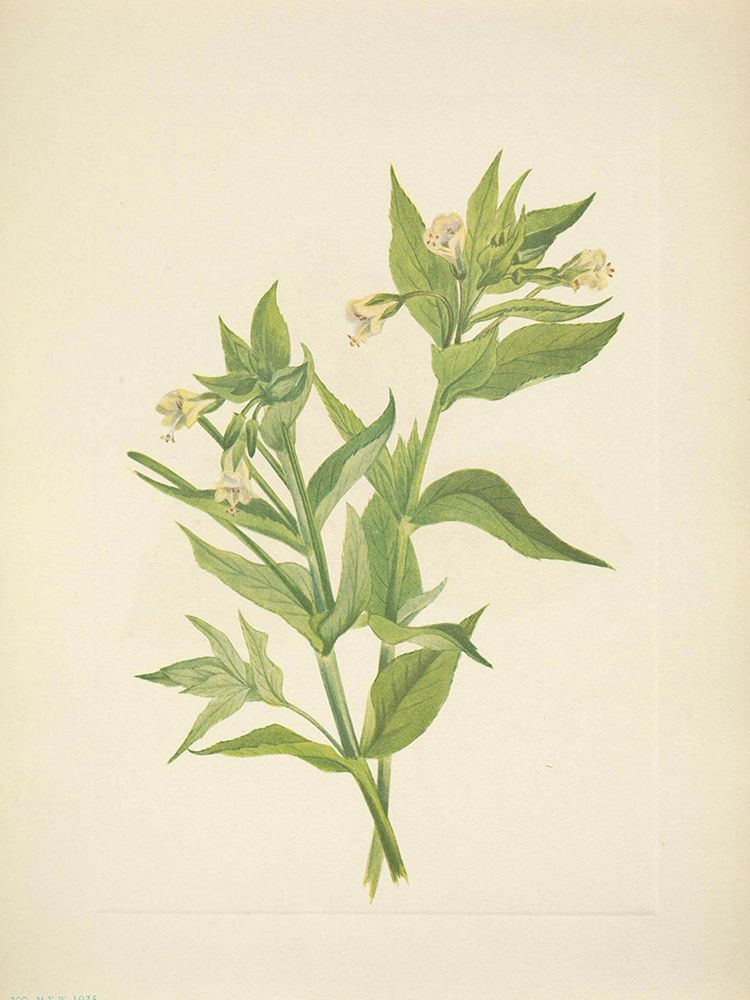 North American Wild Flowers 1925 - Yellow Willow-weed art print by Mary Walcott for $57.95 CAD