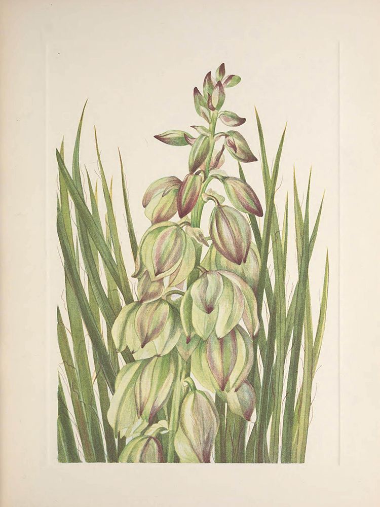 North American Wild Flowers 1925 - Yucca art print by Mary Walcott for $57.95 CAD