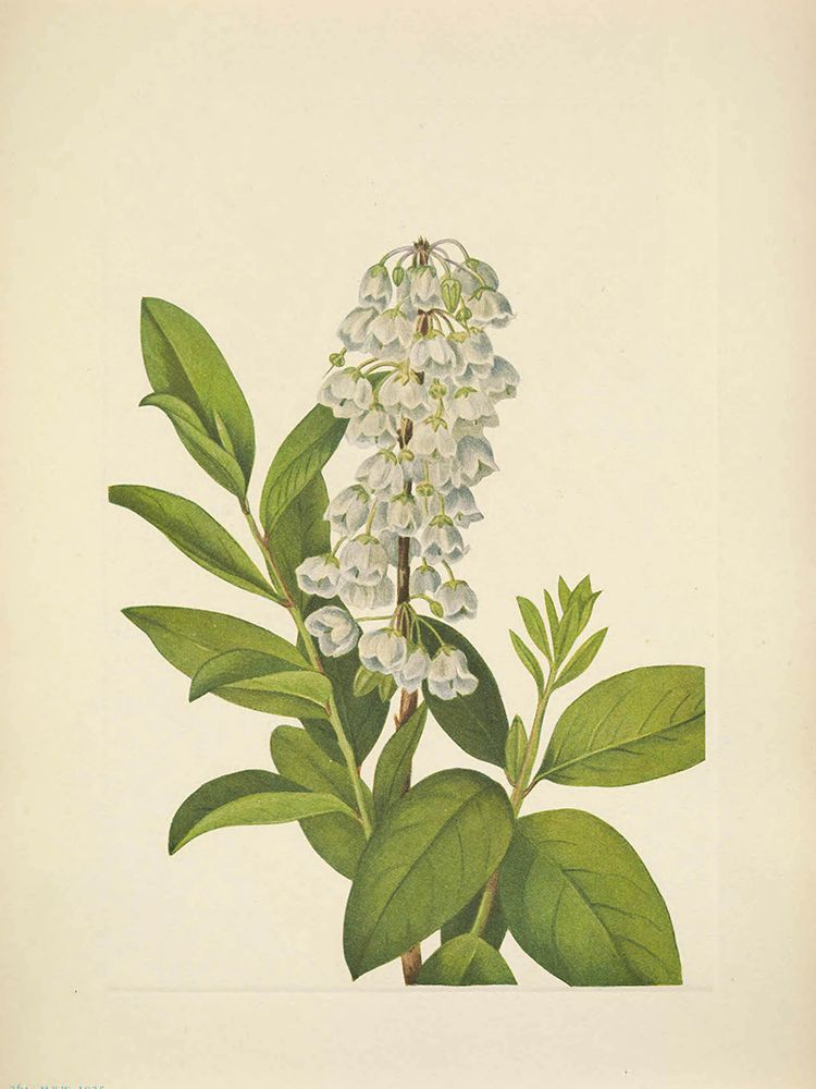 North American Wild Flowers 1925 - Zenobia art print by Mary Walcott for $57.95 CAD