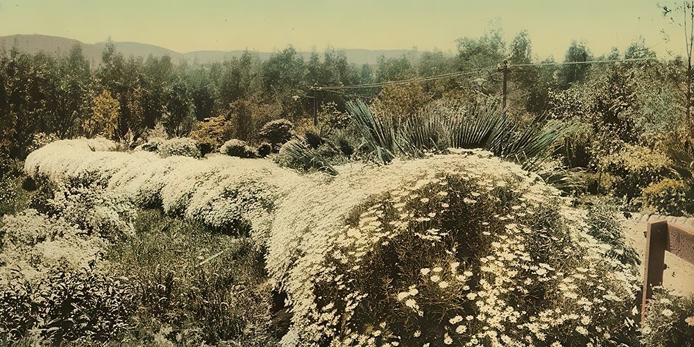 California - Border of Margharitas Pasadena Ca 1898 art print by Vintage Photochrom United States for $57.95 CAD