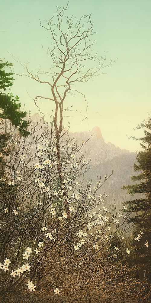California - Dogwood Blossoms Ca 1898 art print by Vintage Photochrom United States for $57.95 CAD